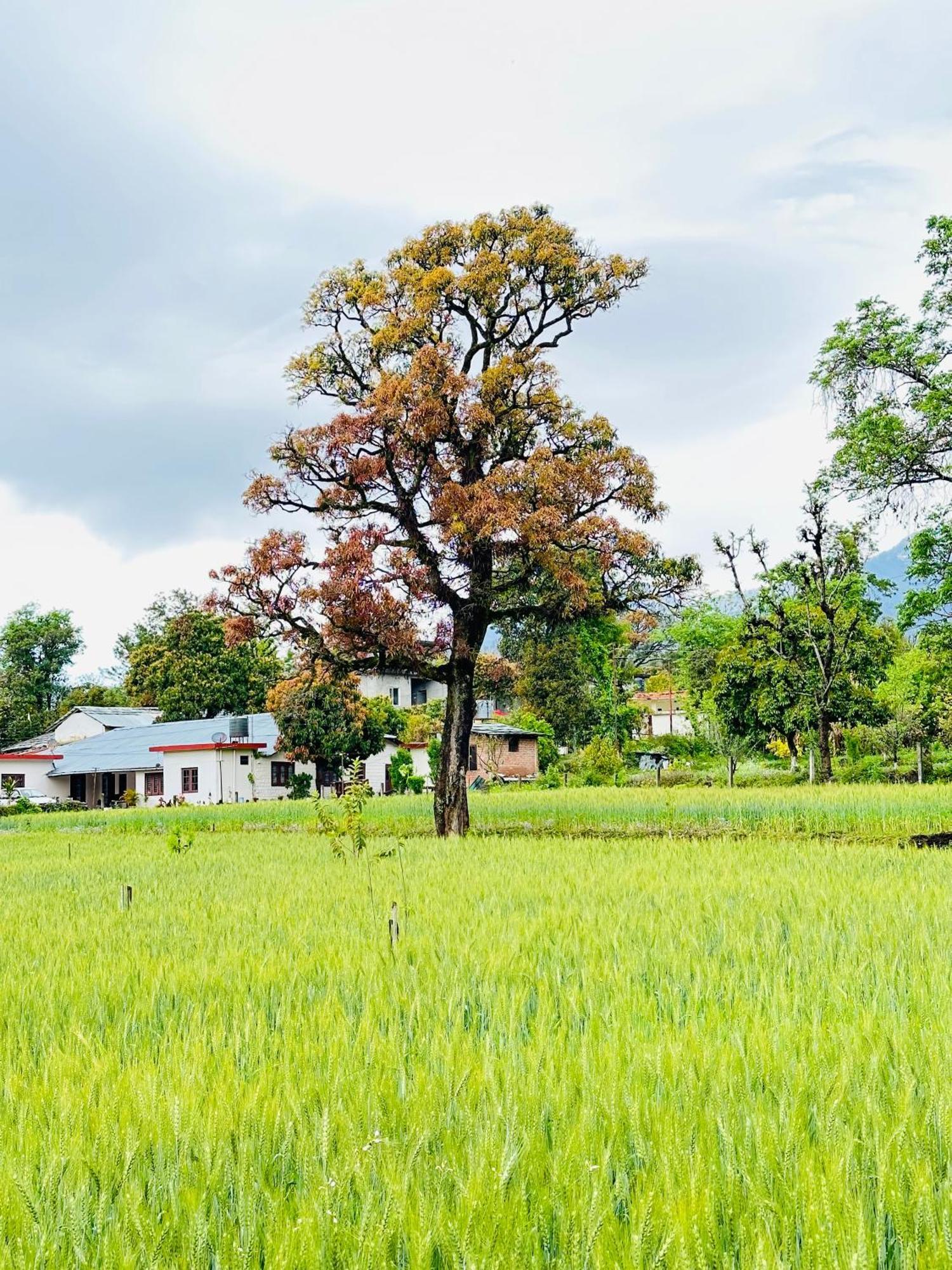 Dreamwoods A Travellers Farm Hostel Dharamshala Ngoại thất bức ảnh
