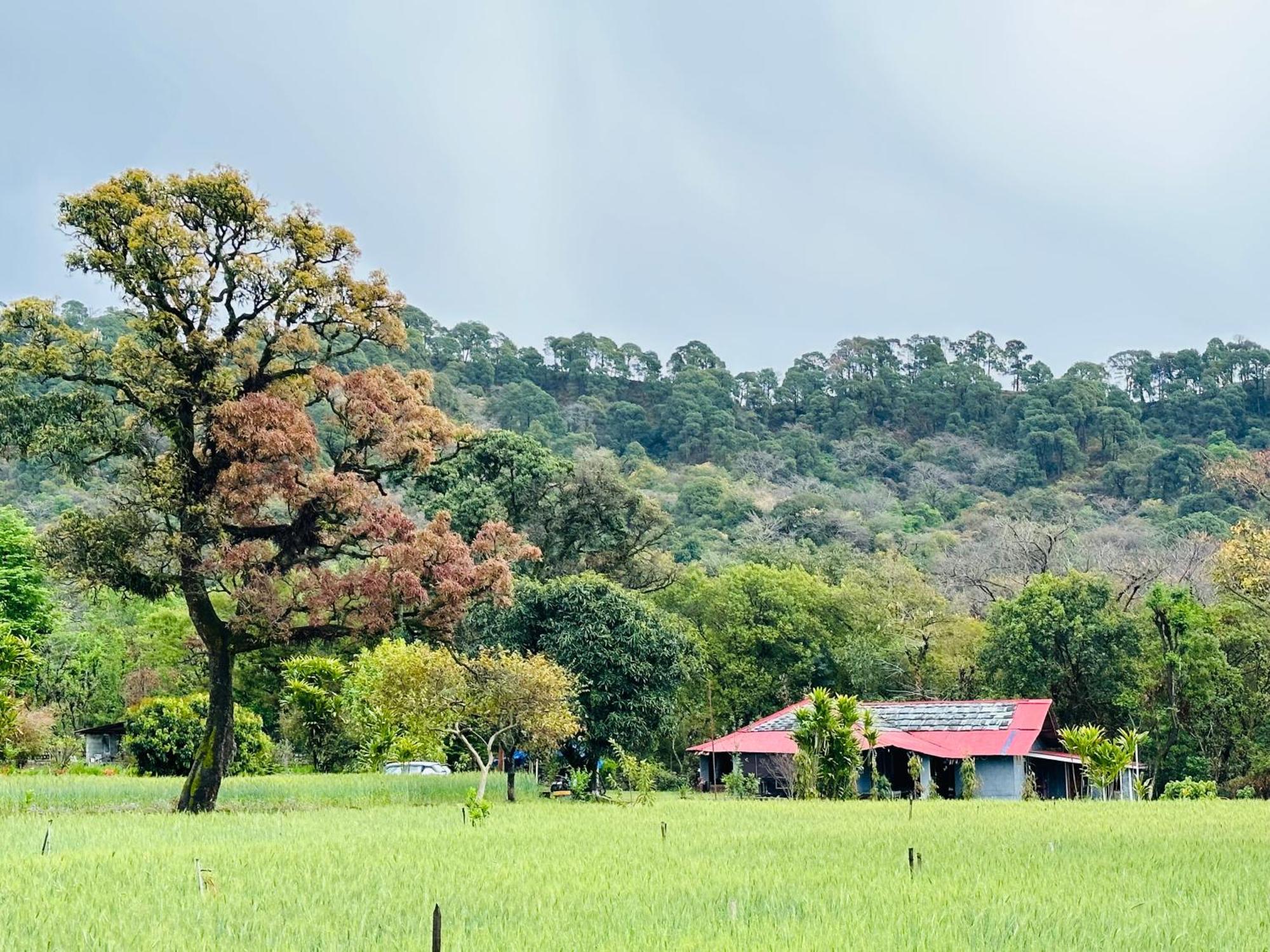 Dreamwoods A Travellers Farm Hostel Dharamshala Ngoại thất bức ảnh